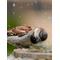 長所：涙もろい