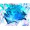 [D:F8F0]Blue Rose[D:F8F0]