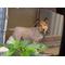 野良犬サークル