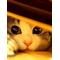 [D:F99B]ぁぉやんの[D:F8C4]